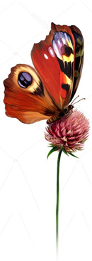 ButterflyOnFlower